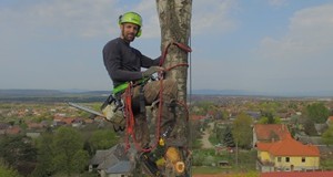 Fakivágás, gallyazás: Favágó.hu