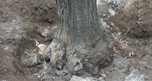 Tuskókiszedés: www.favago.hu